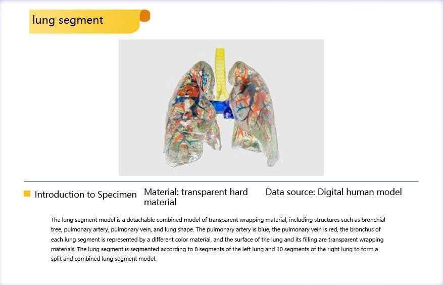 Bộ mô hình giải phẫu 3D printing